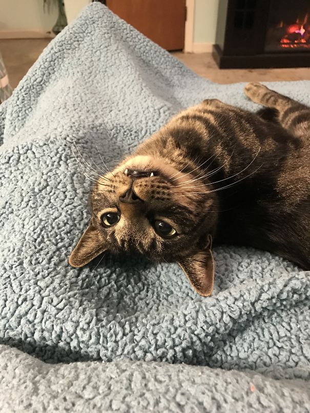 Why You Stop Petting Me?!