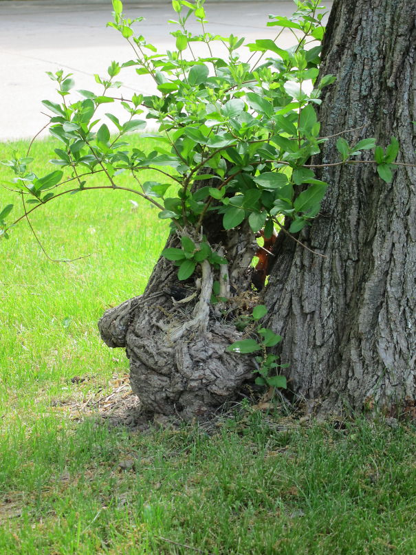 Big Nose Man In Tree