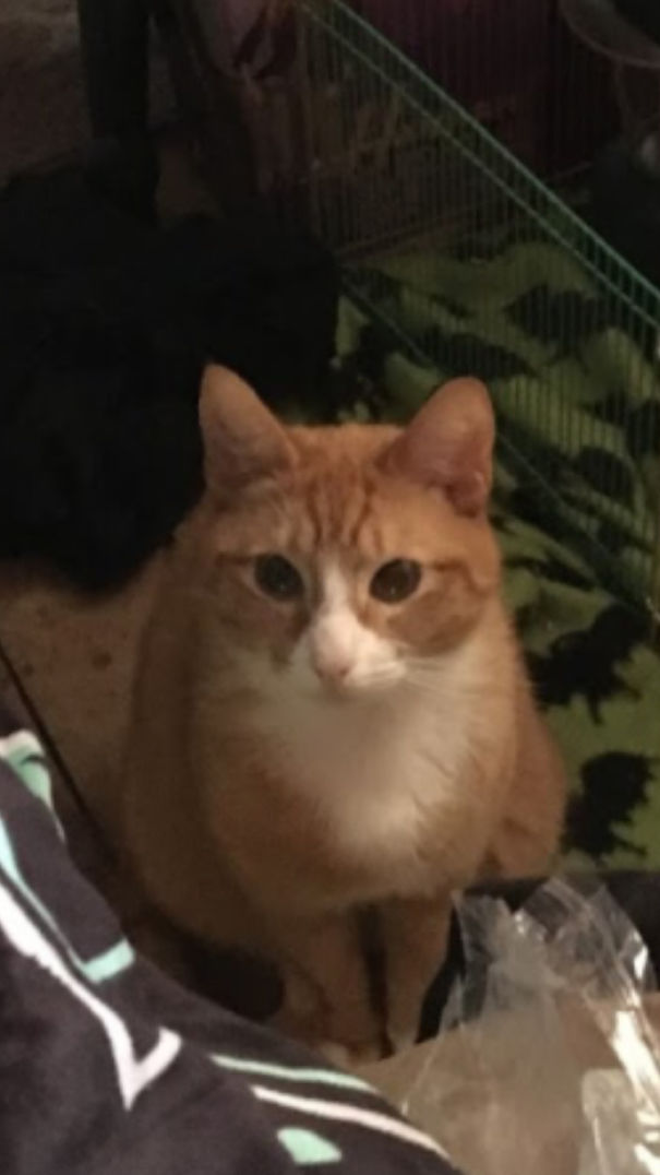 When Company Is Over, We Get This Stare From My Bed.