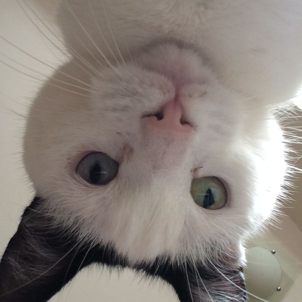 So My Cat Was Board So She Took Some Selfies? This Is What I Found On My Ipad