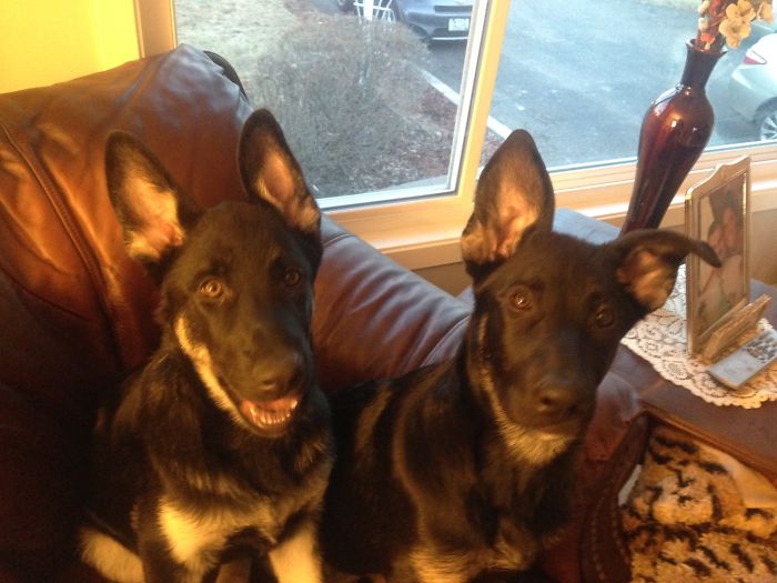 Trying To Get Them To Sit Still........ Nails On A Chalk Board Or A Piece Of Pepperoni....