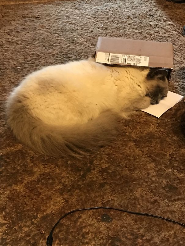 I Thought I Could Fit.