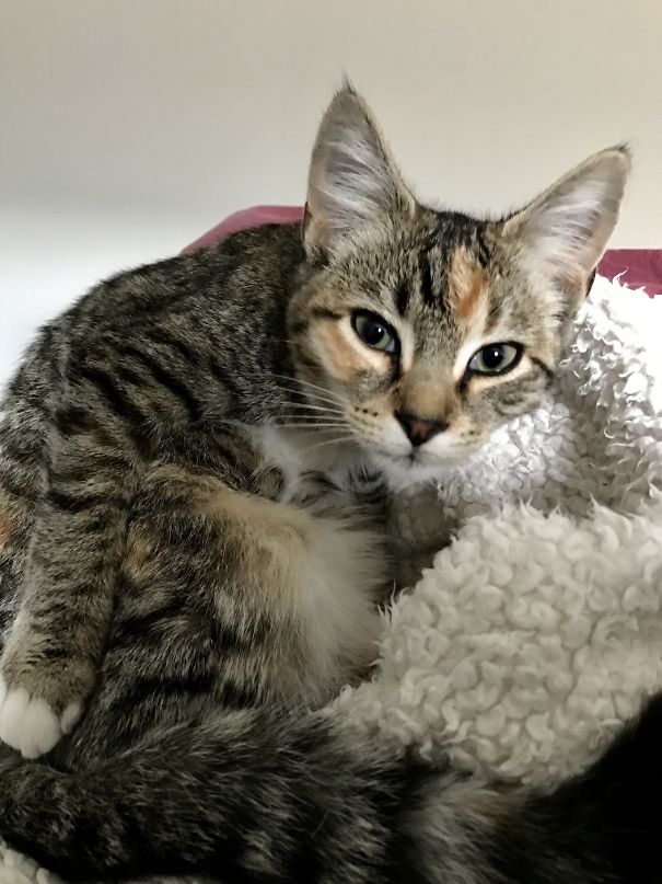 Don't Pet Me While I Lick Myself...