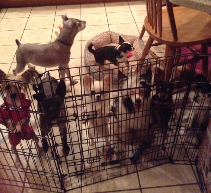 When You Feed Half The Pack In The Kitchen, And The Other Half In The Living Room