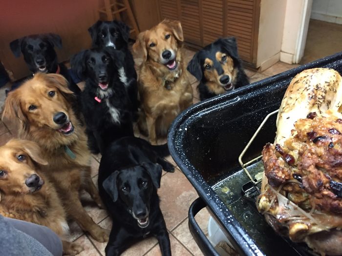 It's Often Hard To Walk In My Kitchen 😆