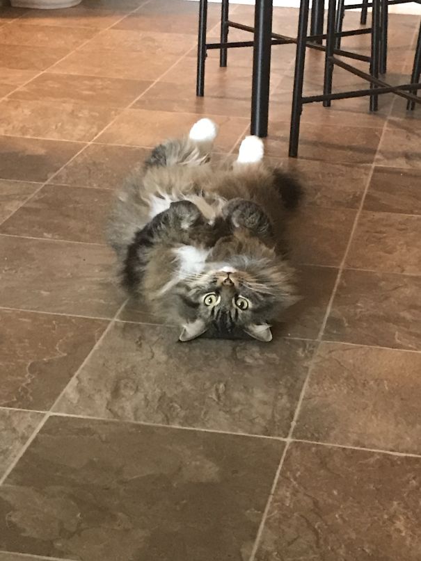 The Look I Get When The Cat Is Plotting Against Me