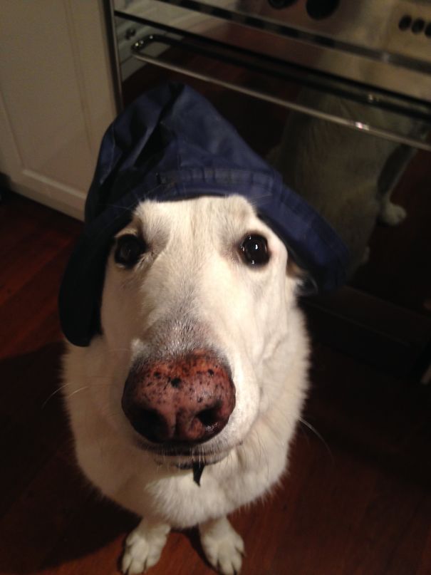 I Don't Think He Likes It...