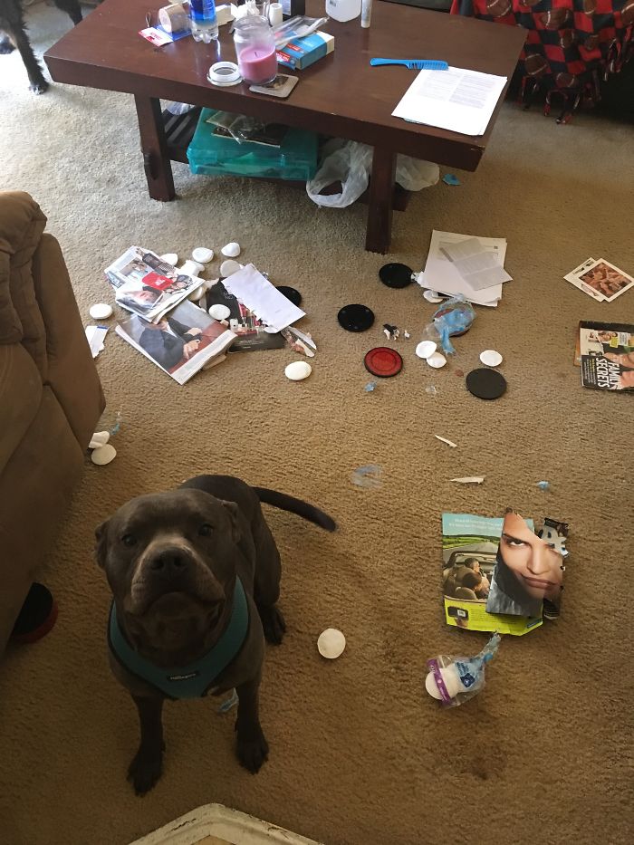 Came Home From Work To Find This. It Looks Like He Did His Nails And Read My Magazines.