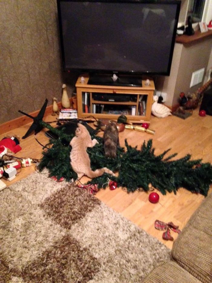 Came Home From Work To Find My Kittens Just Weren't Into Christmas!