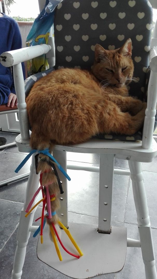 Why A Cat Should Never Fall A Sleep In A Childrens Chaire
