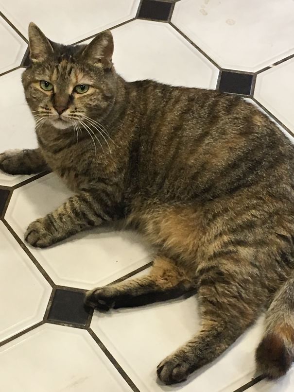 My Fat Cat Watches Me Eat Before She Eats....