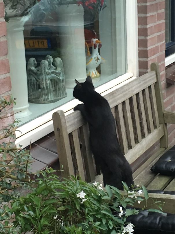 They Said The Neighbours Have A Dog.....