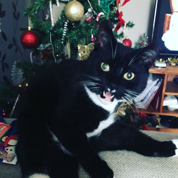 My Cat Likes Privacy When Cleaning