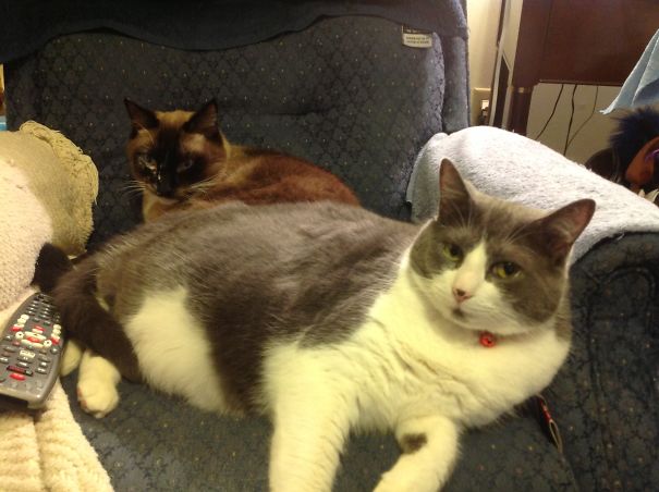 Excuse Me But We Are Watching That Show.