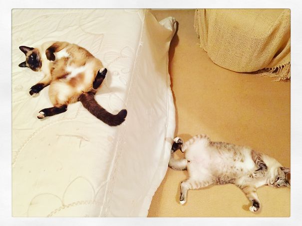 This Is What They Do When They Want Their Bellies Rubbed.