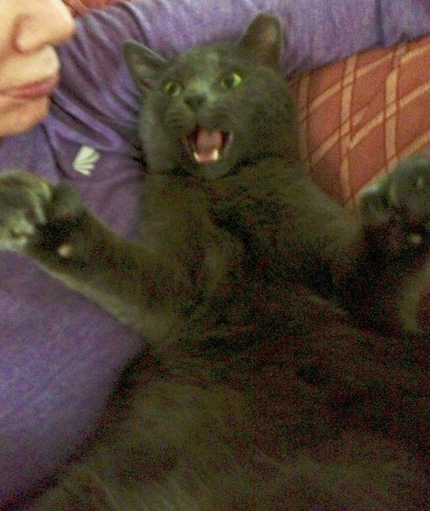 Omg! I Just Ate The Easter Bunny!!!!!!