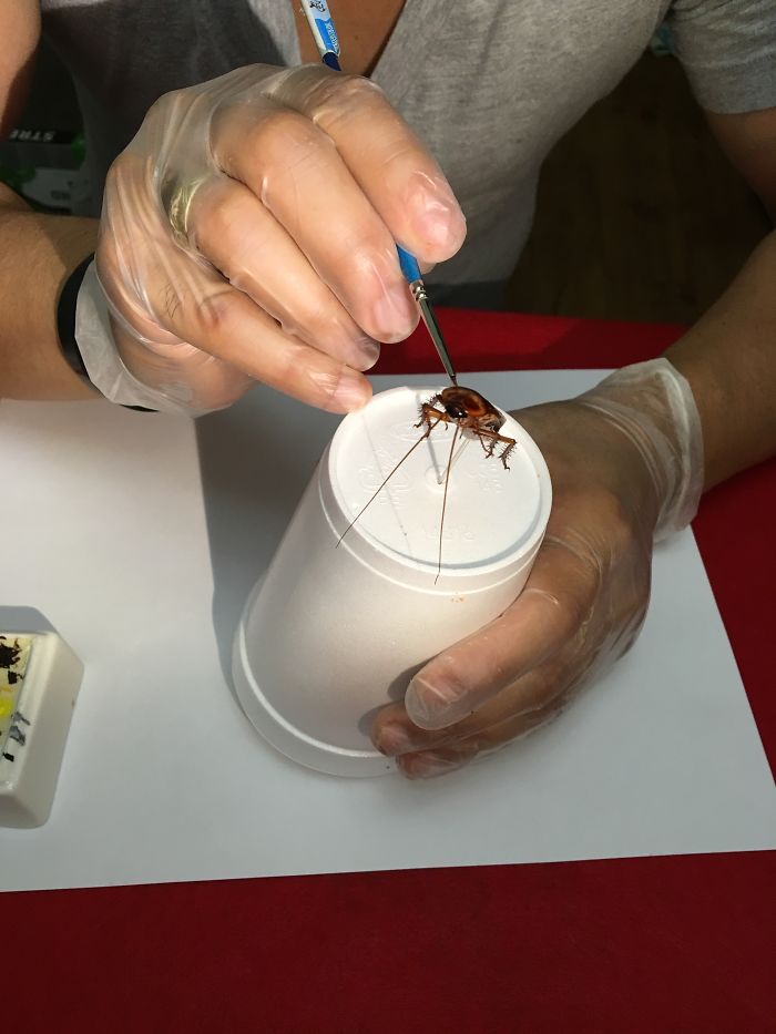 I Painted Donald Trump And Vladimir Putin On Real Cockroaches