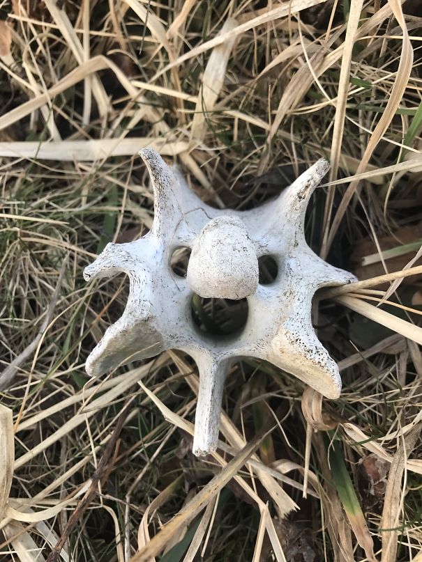 A Vertebrae That's Still Happy After Death!