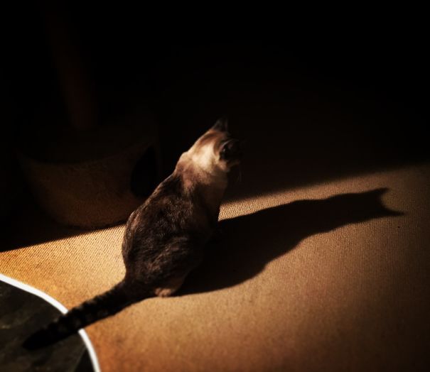 He Thinks He's Batcat.