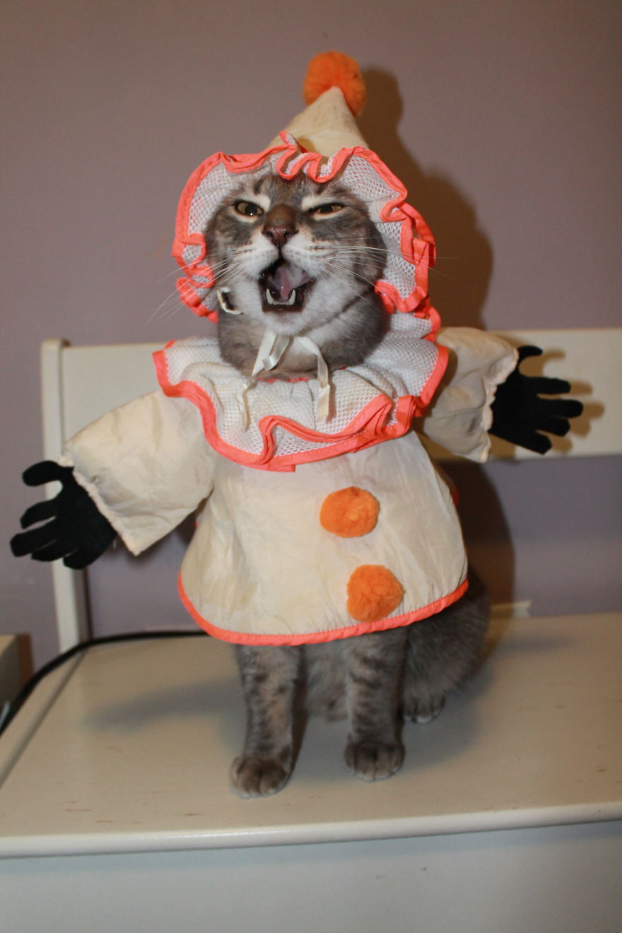 This Cat Enjoys Dressing Up! This Cat Enjoys Dressing Up!