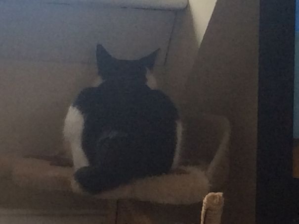 Obey Me! No Ok This I What I Got All Day