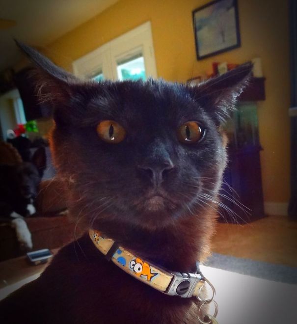 When I Told Him He Was Adopted