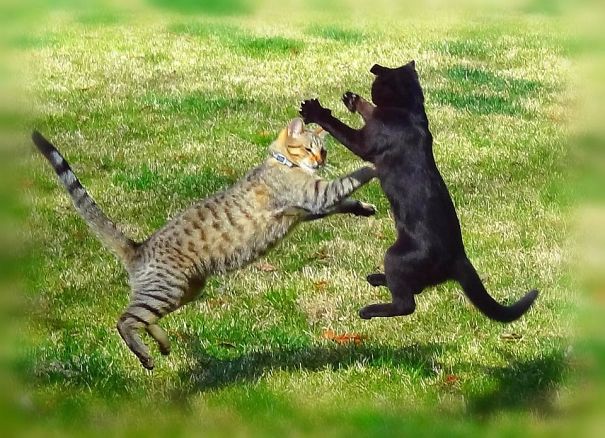 They Watched Too Many Kung Fu Movies