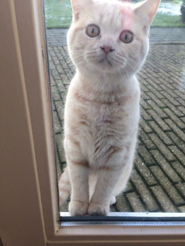 Let Me In, There Are Dragons In The Garden!