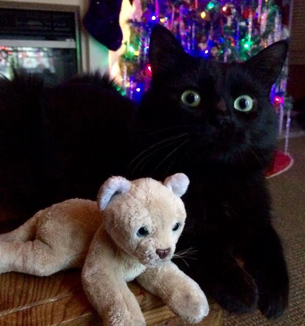 My Cat Korbin's Reaction To The Christmas Tree