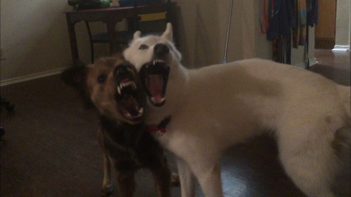 They Were Fighting And This Is The Look I Got When I Told Them To Sto.