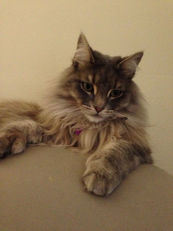 Not Happy With The New Kitten