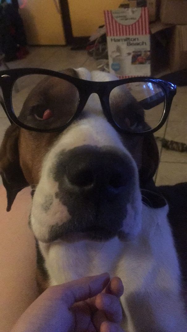 When My Daughter Decided Our Dog Needed Glasses Cause He Kept Running Into The The Glass Door