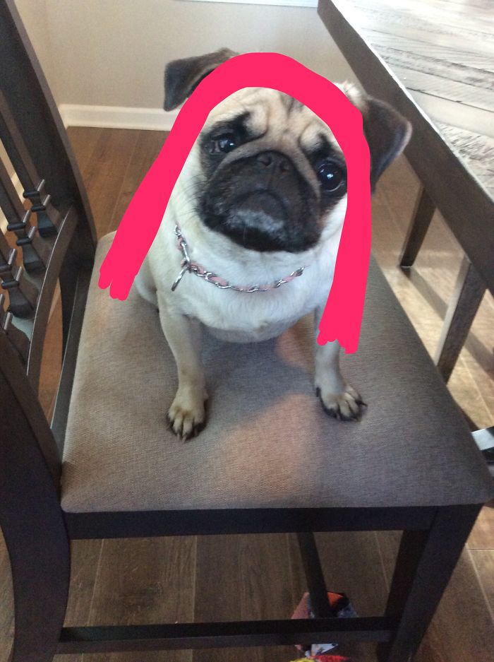 Frankie With Pink Hair!