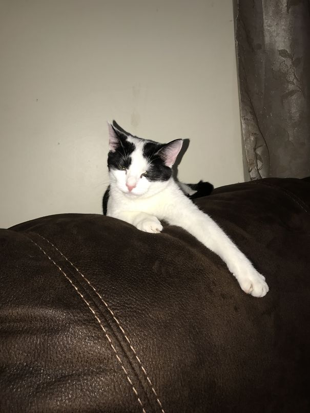 My Cat Face When I Woke Her Up