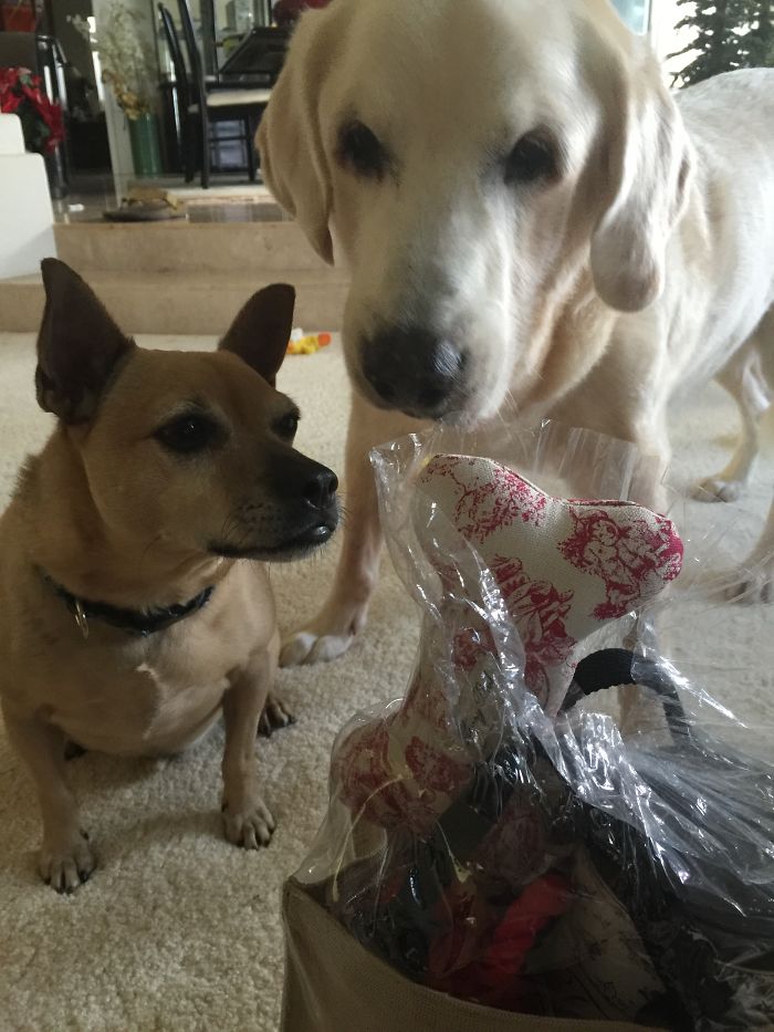 Sam (The Perfect Dog) And Melvin (Aka: Spud, The Giant Baked Potato), Both Rescues And Formed Their Own Pack