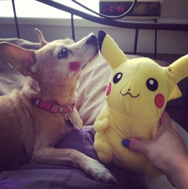 When You Want A Real Pikachu In Your Life😻