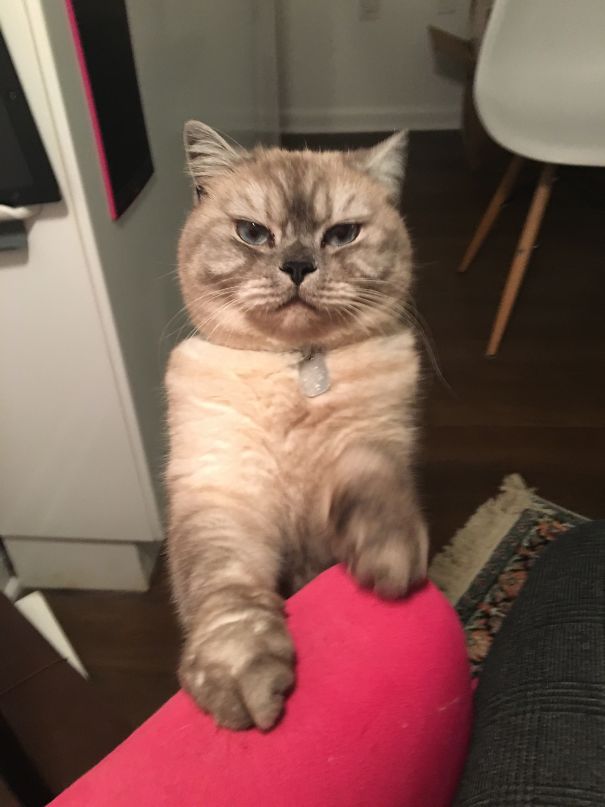 Hand Over The Cheese And No One Gets Hurt.