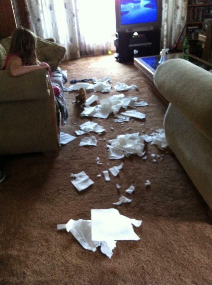 8 Month Old Puppy That Got Left Alone Is A Bad Idea