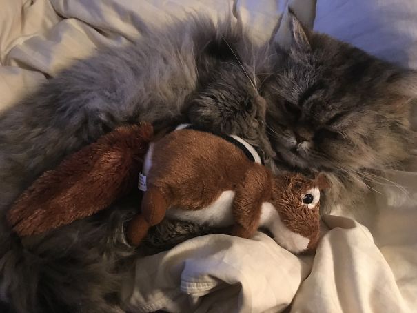 My Little Fluff And His Chipmunk Friend