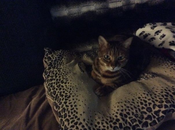 Being Told Off For Missing His Litter Tray