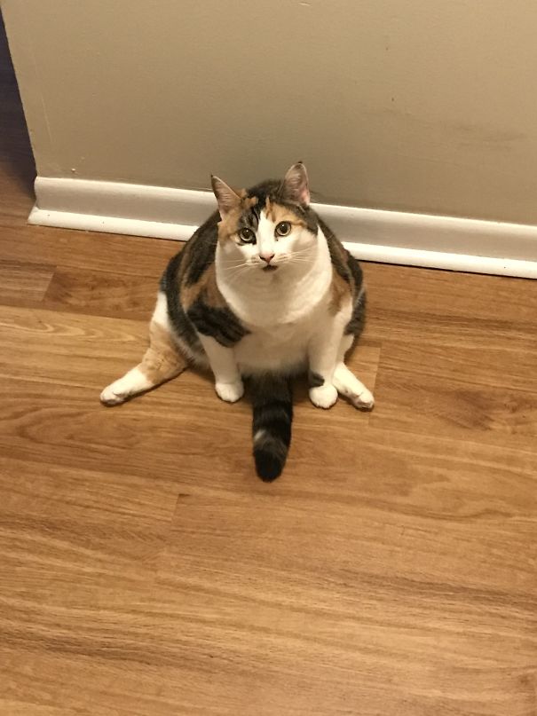 She Could See The Bottom Of The Food Bowl So She's Pouting