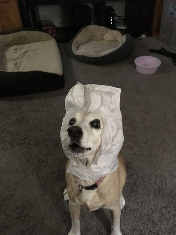 When Your Dog Must Ride Into Battle