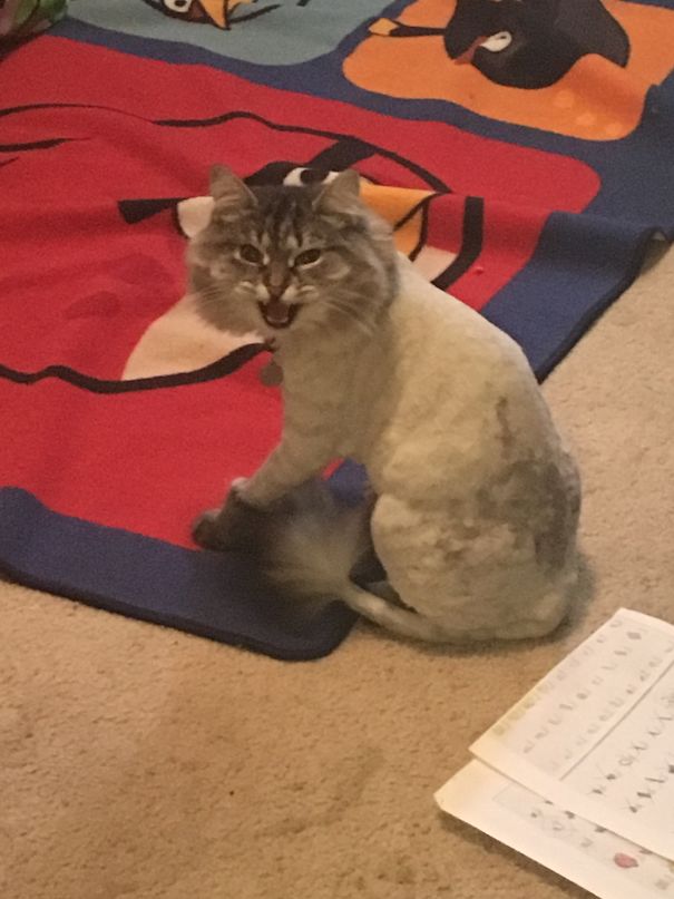 Somebody Is Not Diggin' Her New Lion Shave