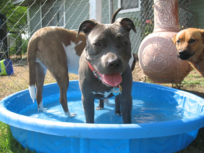 Multiple Puppers Means They Always Have A Swim Buddy