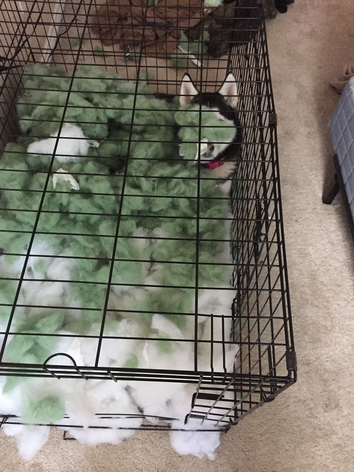 I Guess She Doesn't Understand The Purpose Of Her Bed....