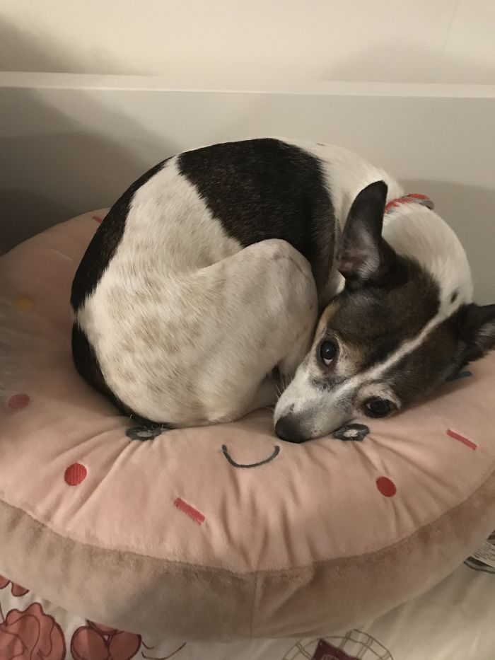 Doggy Donut