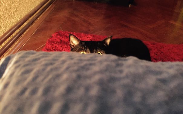 Go To Sleep Hooman. There Will Be No Human Sacrifice Tonight... I Purrromise!