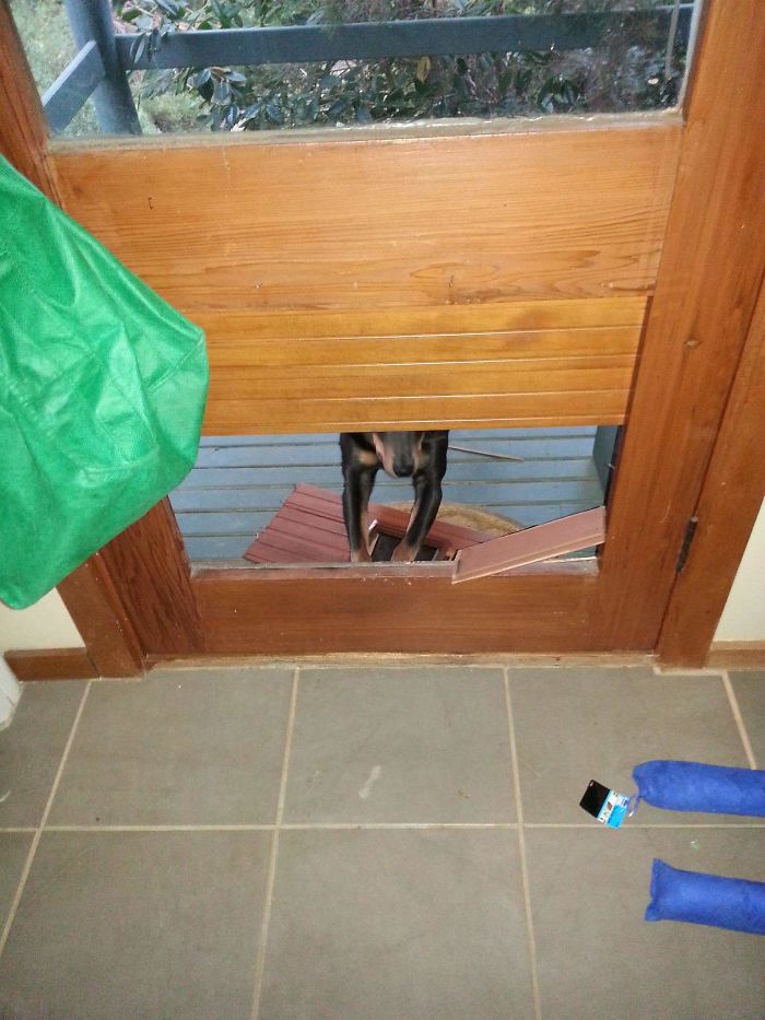 Made The Cat Door Into A Dog Door.