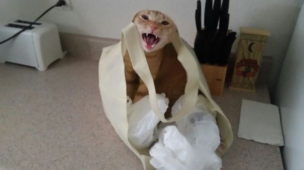 You Forgot The Treats, Again!