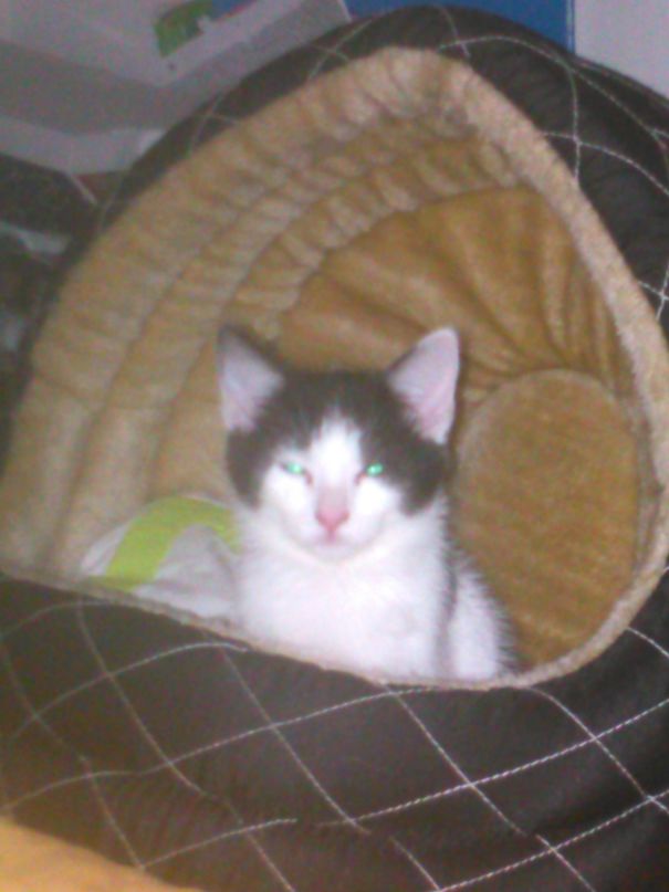 She Wasn't Impressed About Her New Bed.